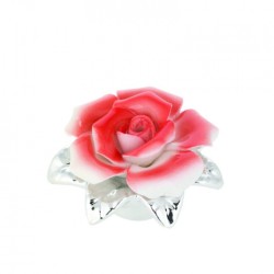 Rosa Perfumada Bilaminada